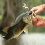 Bass fish on most lakes