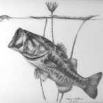 Bass Fishing Lily Pads