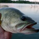 Bass Fishing Techniques